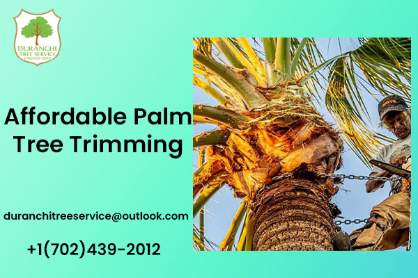  Affordable Palm Tree Trimming Las Vegas | Las Vegas Palm Care