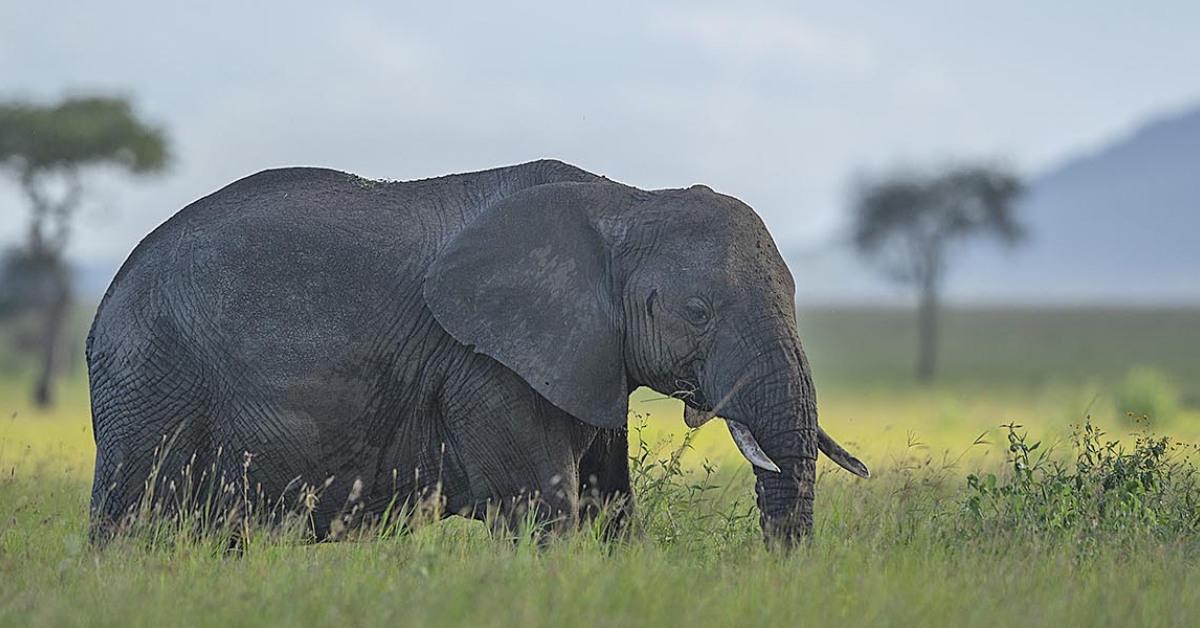  Tanzania Wildlife Safari