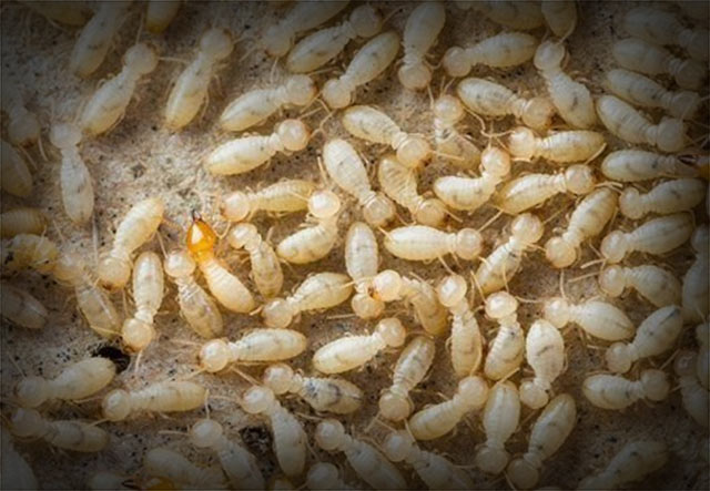  Termite  Pest Control Services in hyderabad