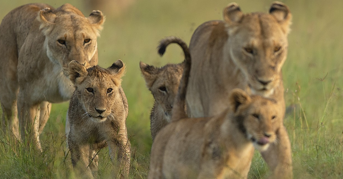  Masai Mara safari packages - group tour