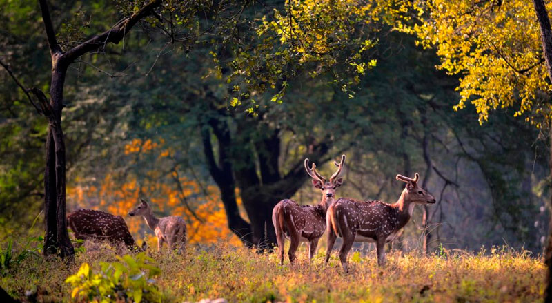  Golden Triangle Tour With Corbett National Park