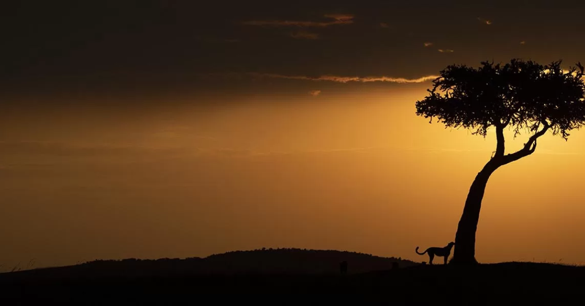  Kenya luxury safari