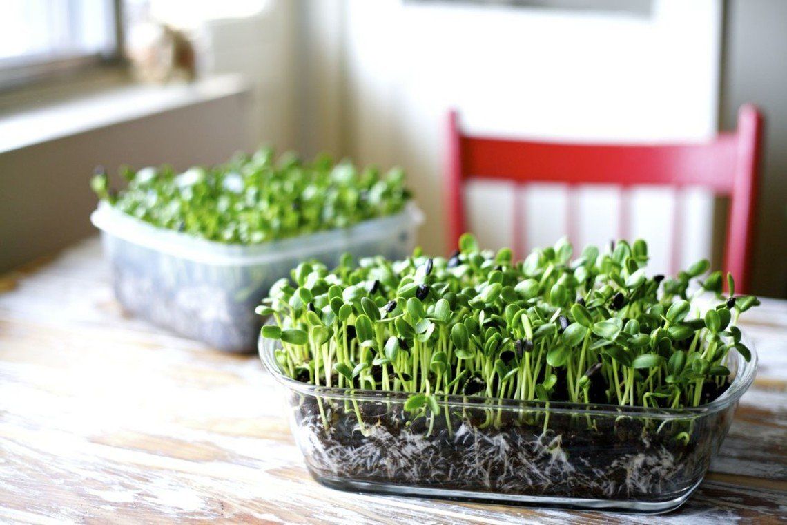  Grow Fresh with Ease: Microgreens Home Kit Available Now