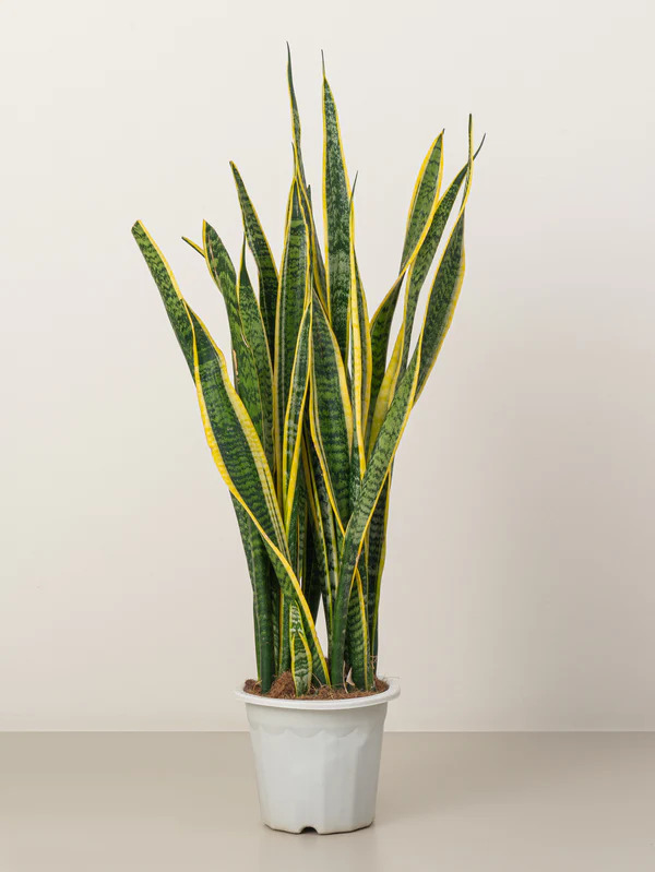  Elevate Your Space with Stunning Snake Plants from growhub  | Shop Now