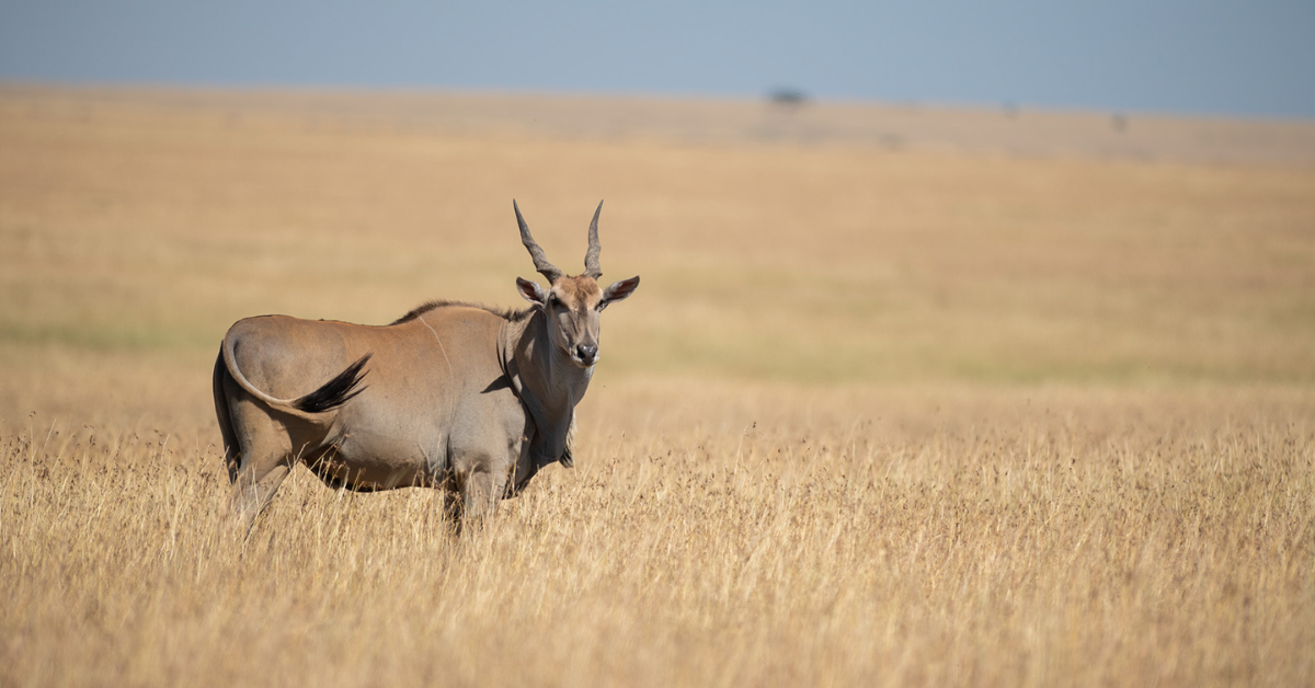  Serengeti Calving Season