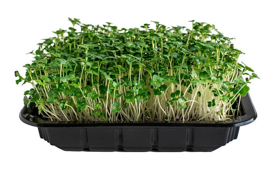  Discover the Joy of Growing Microgreens at Home Kit