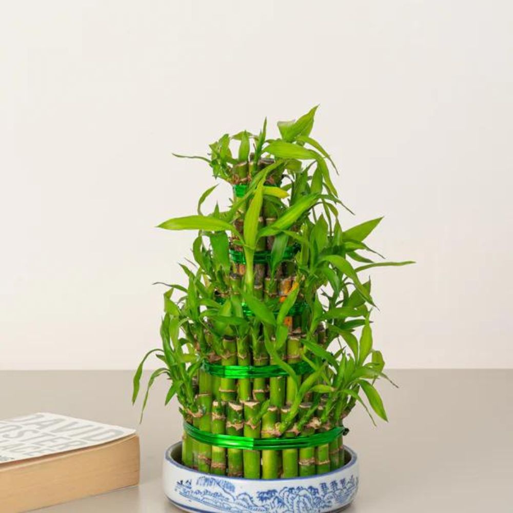  Lucky Bamboo