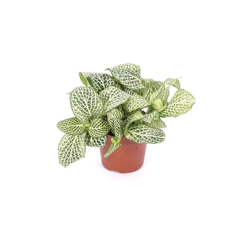  Fittonia Green