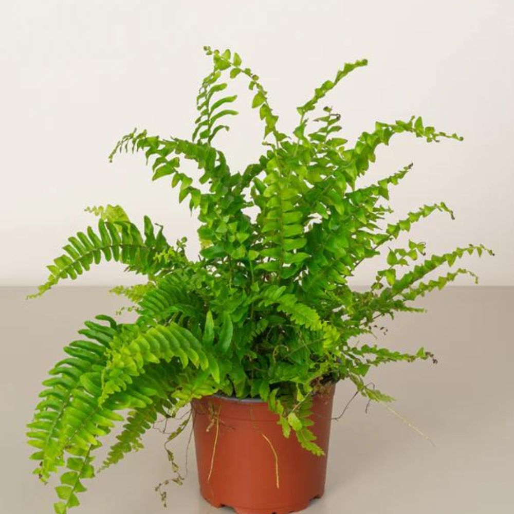  Boston Fern