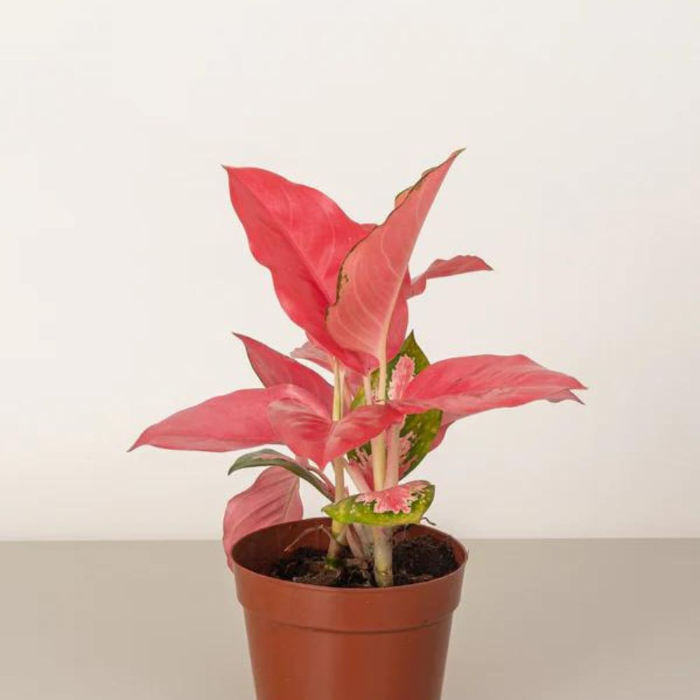  Aglaonema Pink