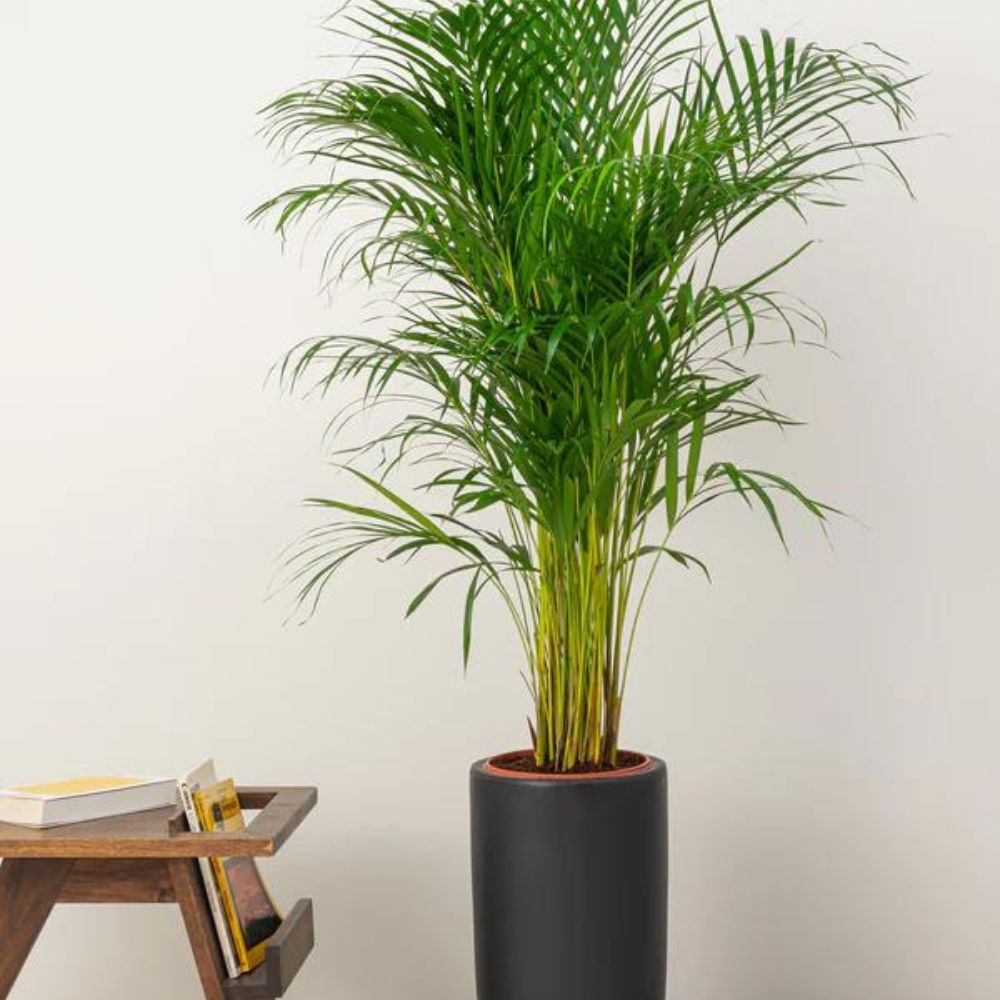  Areca Palm