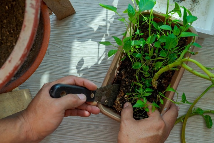  Embark on Your Indoor Gardening Journey with DIY Grow Kits