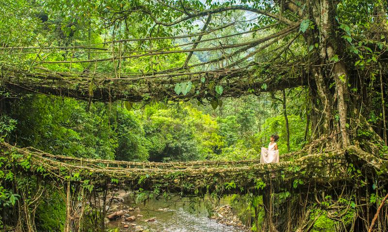  Double Decker Root Bridge: A Unique Marvel of Nature