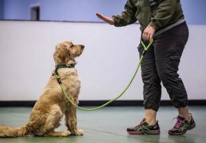  Top Dog Obedience Classes in Atlanta for All Breeds & Ages