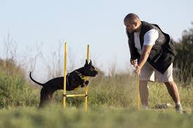  Affordable Dog Training Atlanta: Expert Obedience & Protection Classes