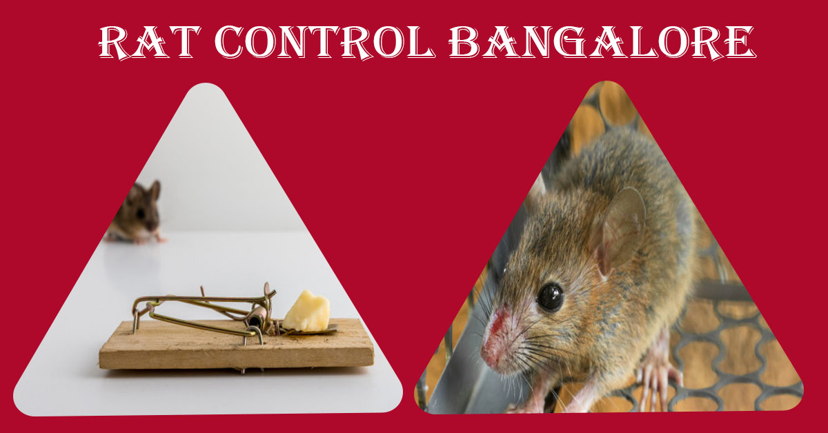  Rat Rodent Control Bangalore | Rodent Control Bangalore