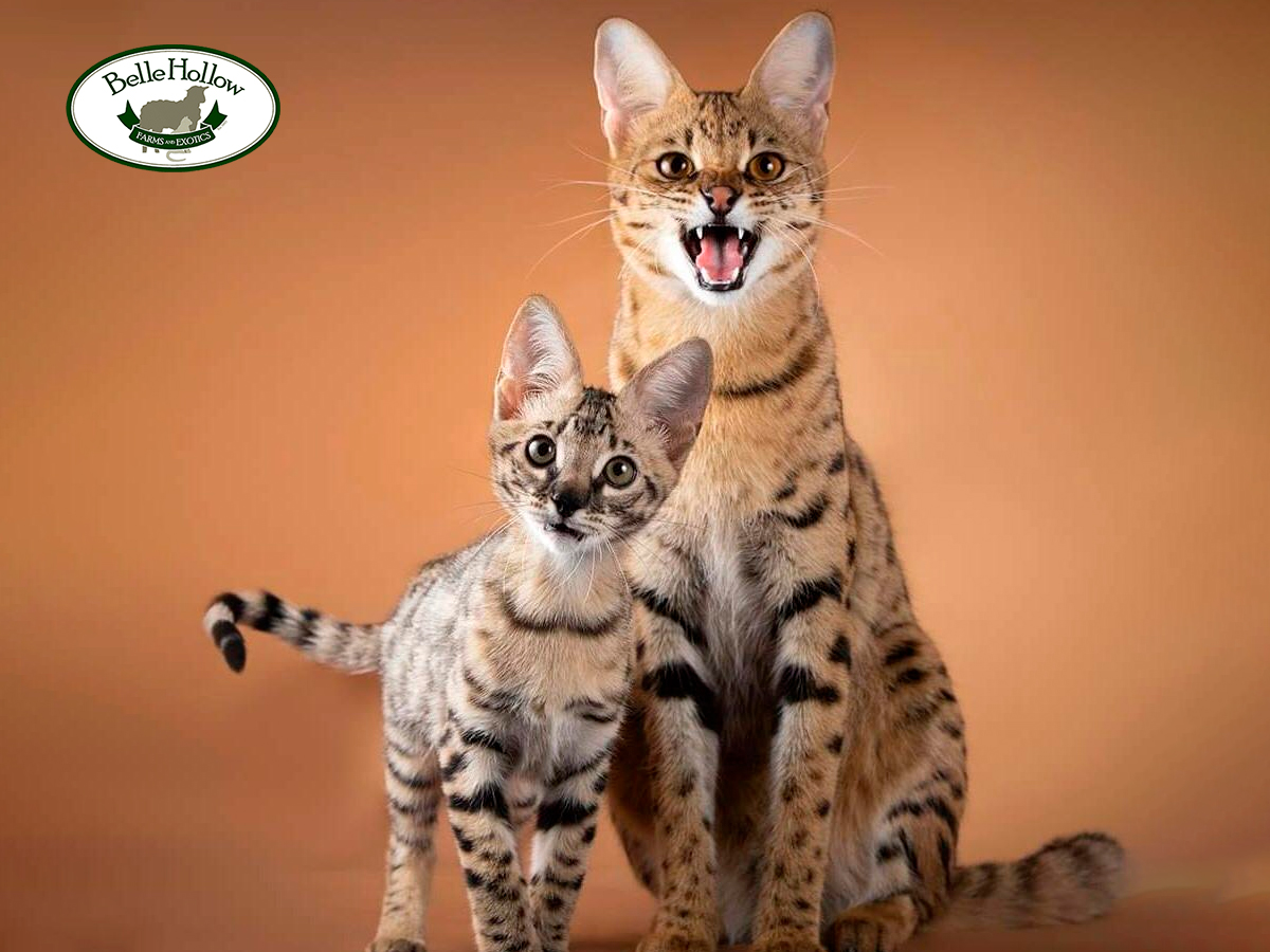  Savannah Cat Price Guide: Affordable Options for your Exotic Companion