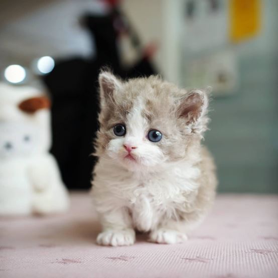  Munchkin cat for sale -Oregon