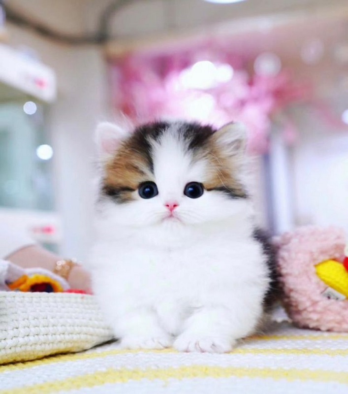  Munchkin cat for sale (Texas)