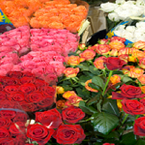  Red Rose Flowers