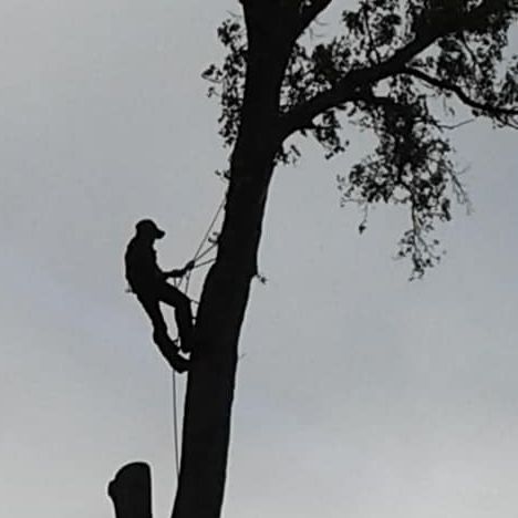  Randy Smith's Tree Care