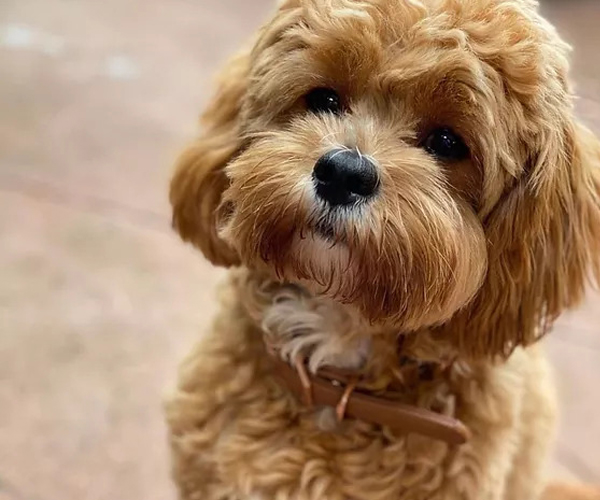  Cavoodle Puppies for Sale Melbourne, VIC