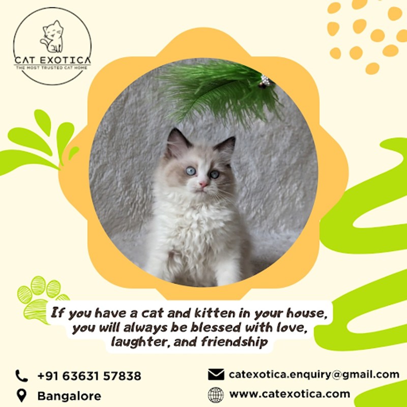  Cat Exotica | Best Cat in Bangalore