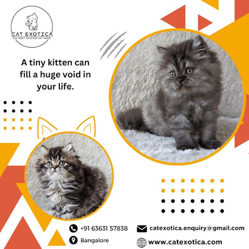  Cat Exotica | Kittens for Sale in Bangalore