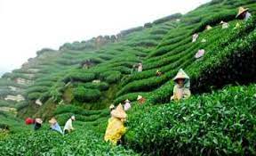  Darjeeling Honeymoon Tour