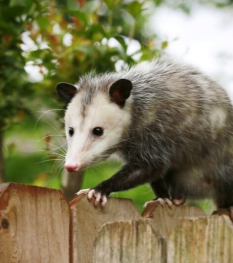  Humane Possum Removal Brisbane