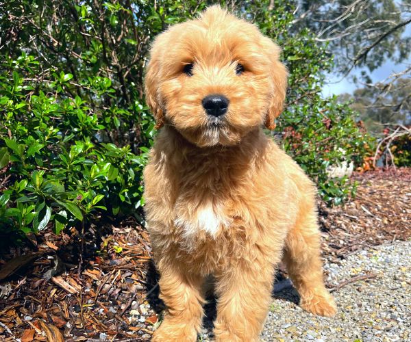  Rescue Poodle Puppies for Sale Melbourne