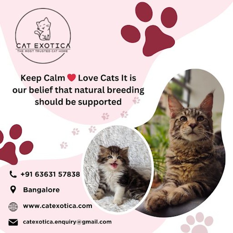  Cute Persian Cats in Bangalore | Cat Exotica