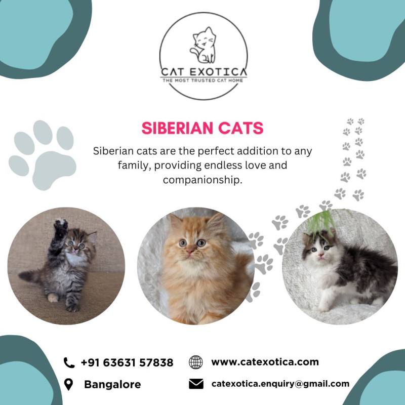  Best Cats in Bangalore | Cat Exotica