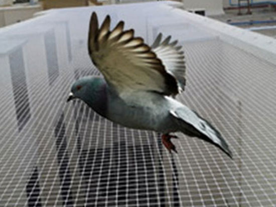  Anti Bird Nets Chennai