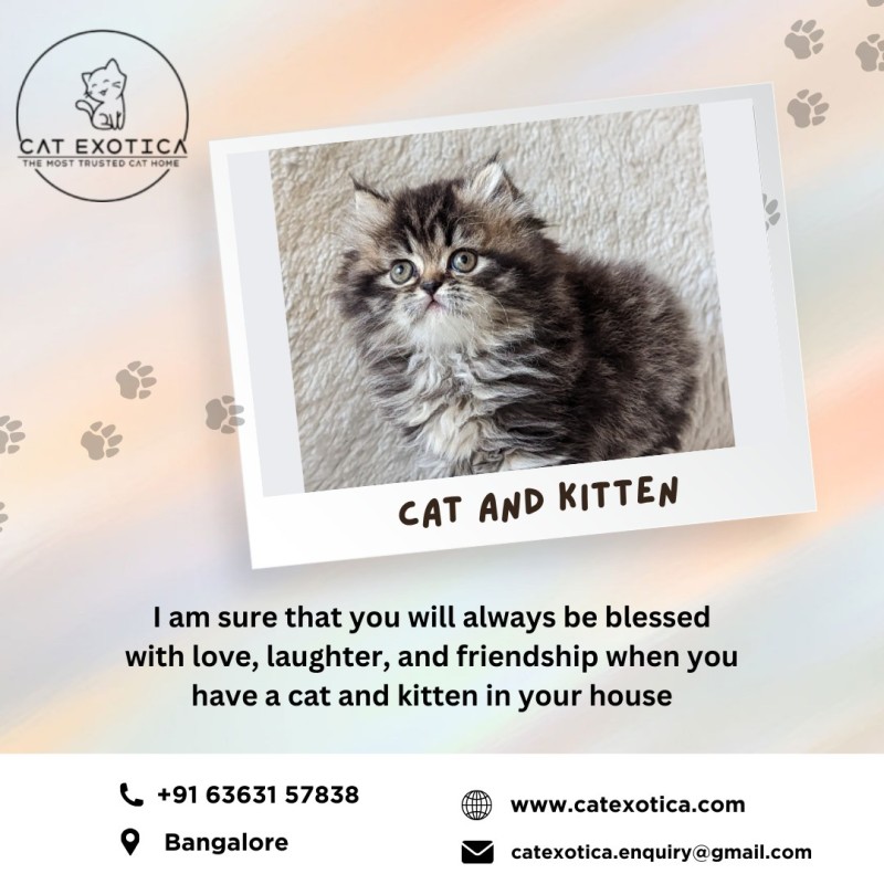  Cute Persian Kittens for Sale in Bangalore | Cat Exotica