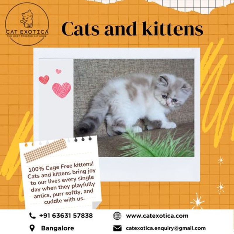  Cats for Sale in Bangalore | Cat Exotica