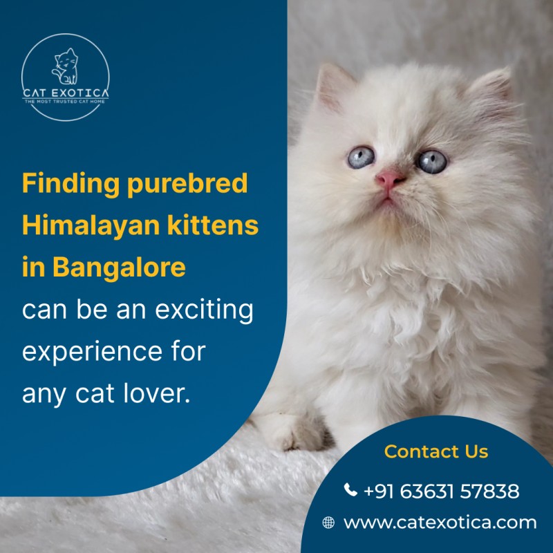  Himalayan Kittens in Bangalore | Cat Exotica