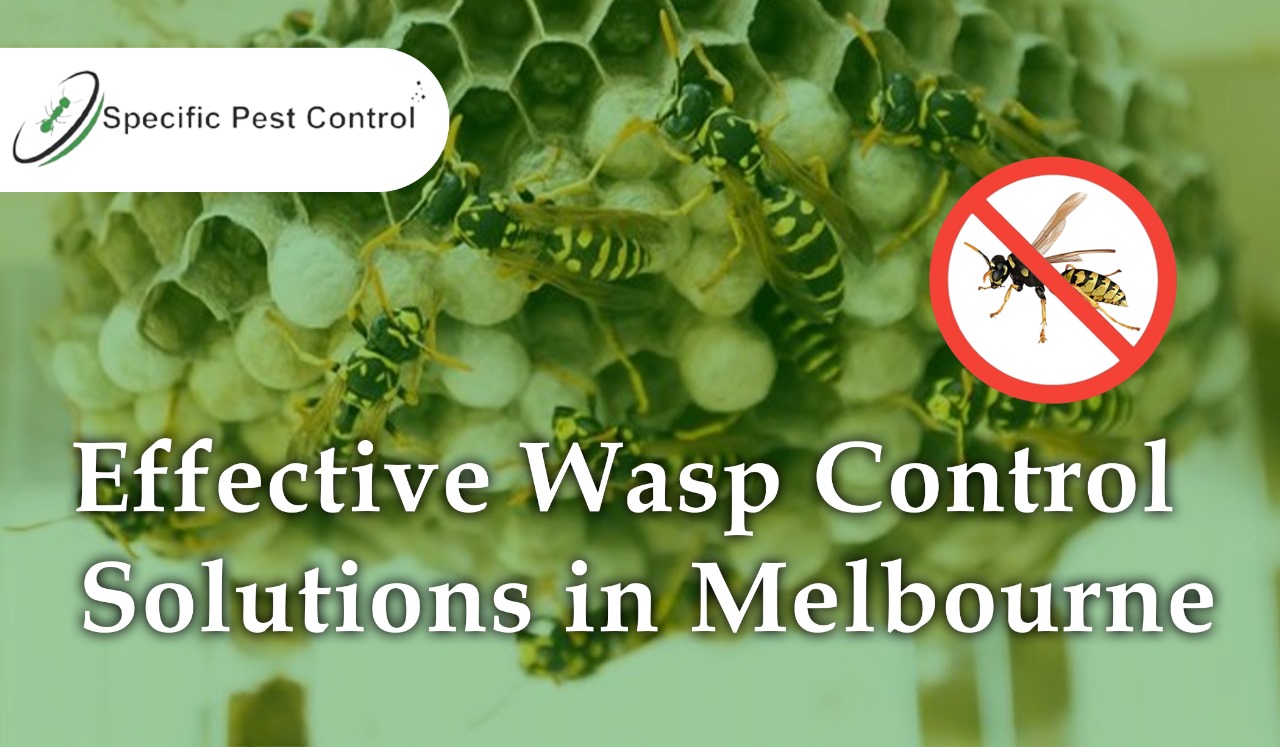  Safe and Effective Wasp Nest Removal in Melbourne