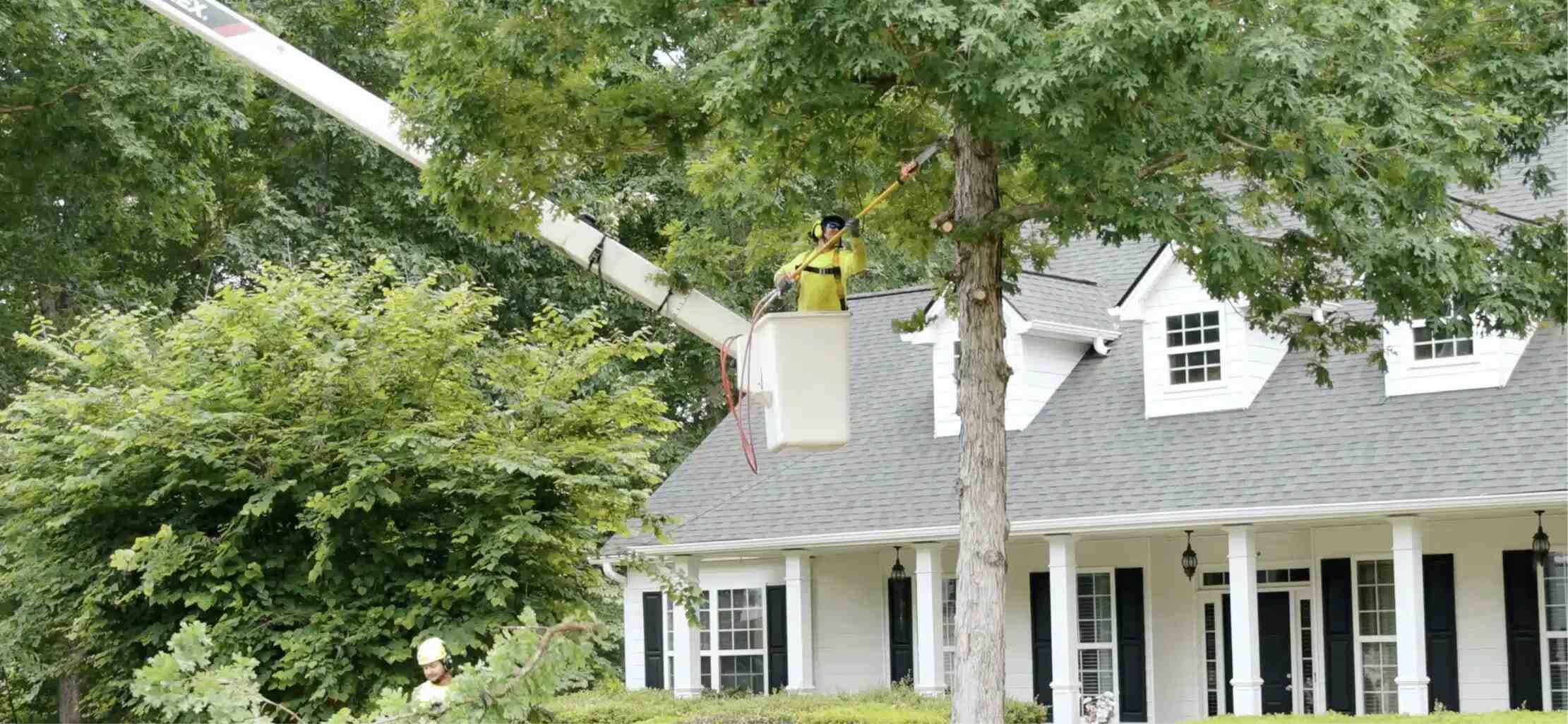  AKA Tree Service Is One Of The Best Tree Trimming Companies!