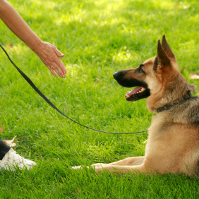  Southern Nevada Dog Training