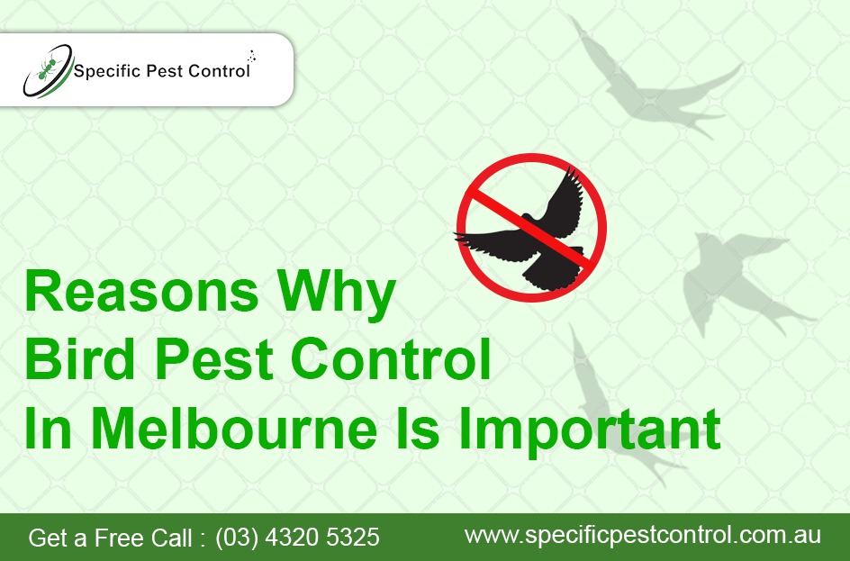  Bird Pest Control In Melbourne Is Important