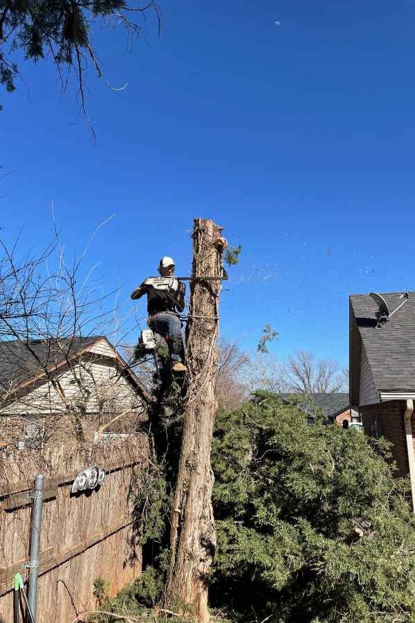  Holman Tree Service- Licensed & Insured Tree Removal Experts