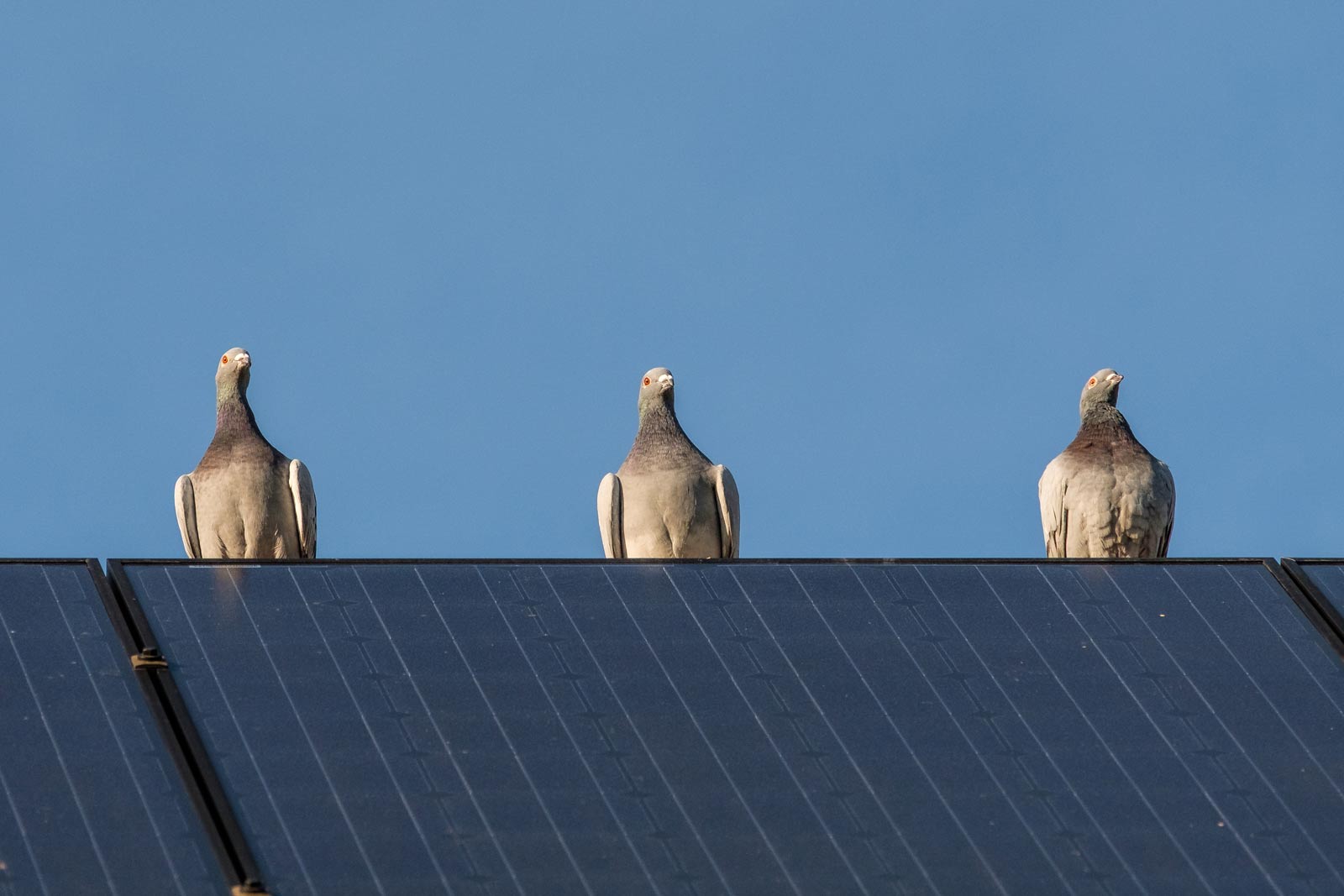  Effective Solar Panel Protection from Pigeons