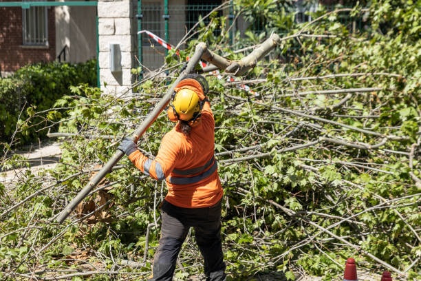  Arborist Tree Service Calgary - Evergreen Ltd