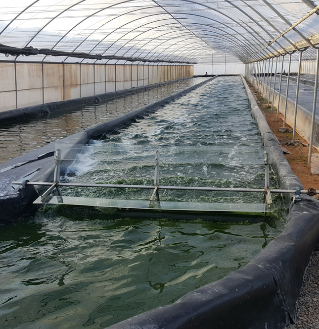  Crafting World-Class Spirulina Cultivation Facilities | Greenbubble