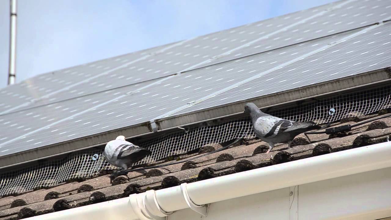  Effective Pigeon Guard for Solar Panels Installation