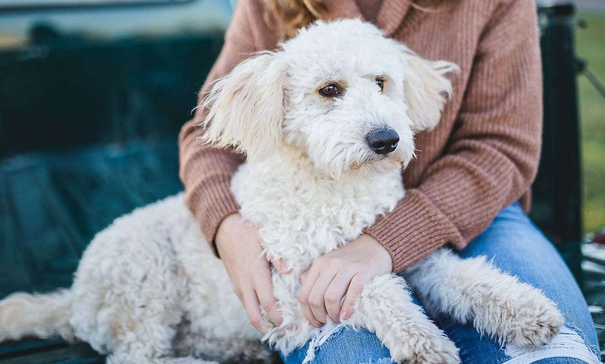  Golden Doodles By Aggi