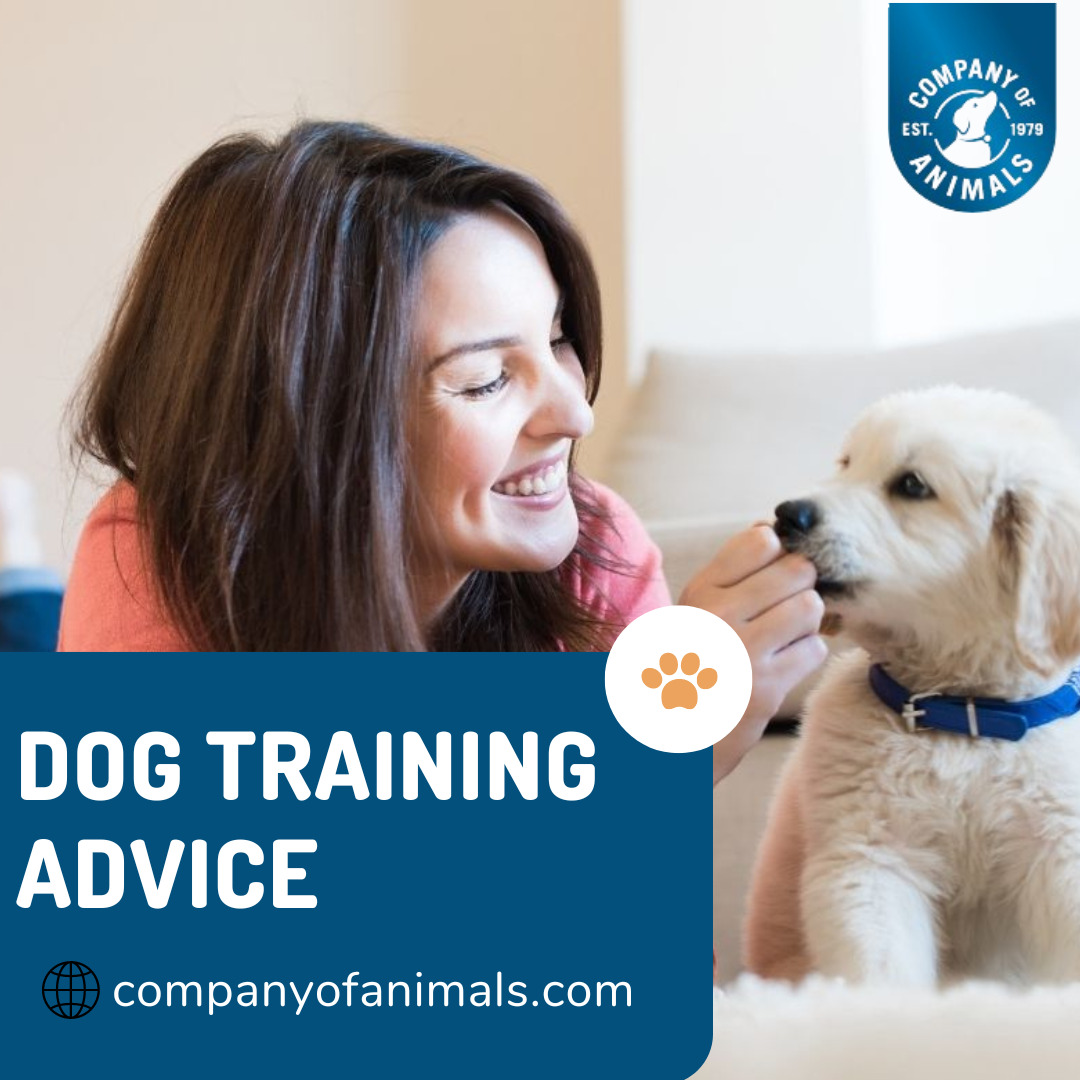  Master Your Dog's Behavior with Expert Dog Training Advice!