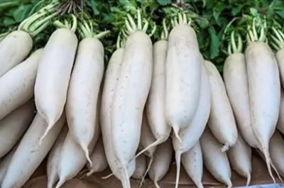  DAIKON RADISH SEEDS FOR PLANTING 400 SEEDS MOOLI RAPHANUS SATIVUS X 2 PACK