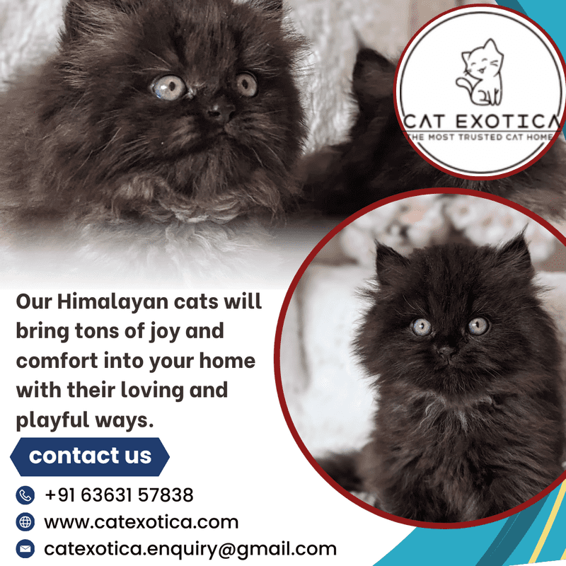  Catexotica | Find Purebred Himalayan Kittens for sale in Bangalore